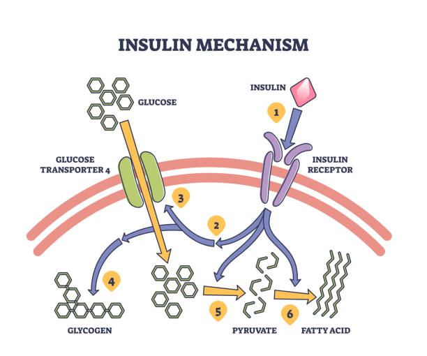 insulin resistance